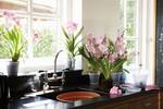 green basics orchidée soucoupe 14cm transparent